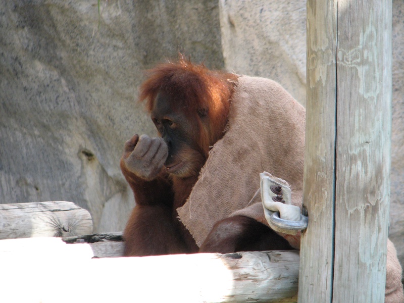 2009/10(October)/Fort_Worth_Zoo/800x600_20100206 482.JPG